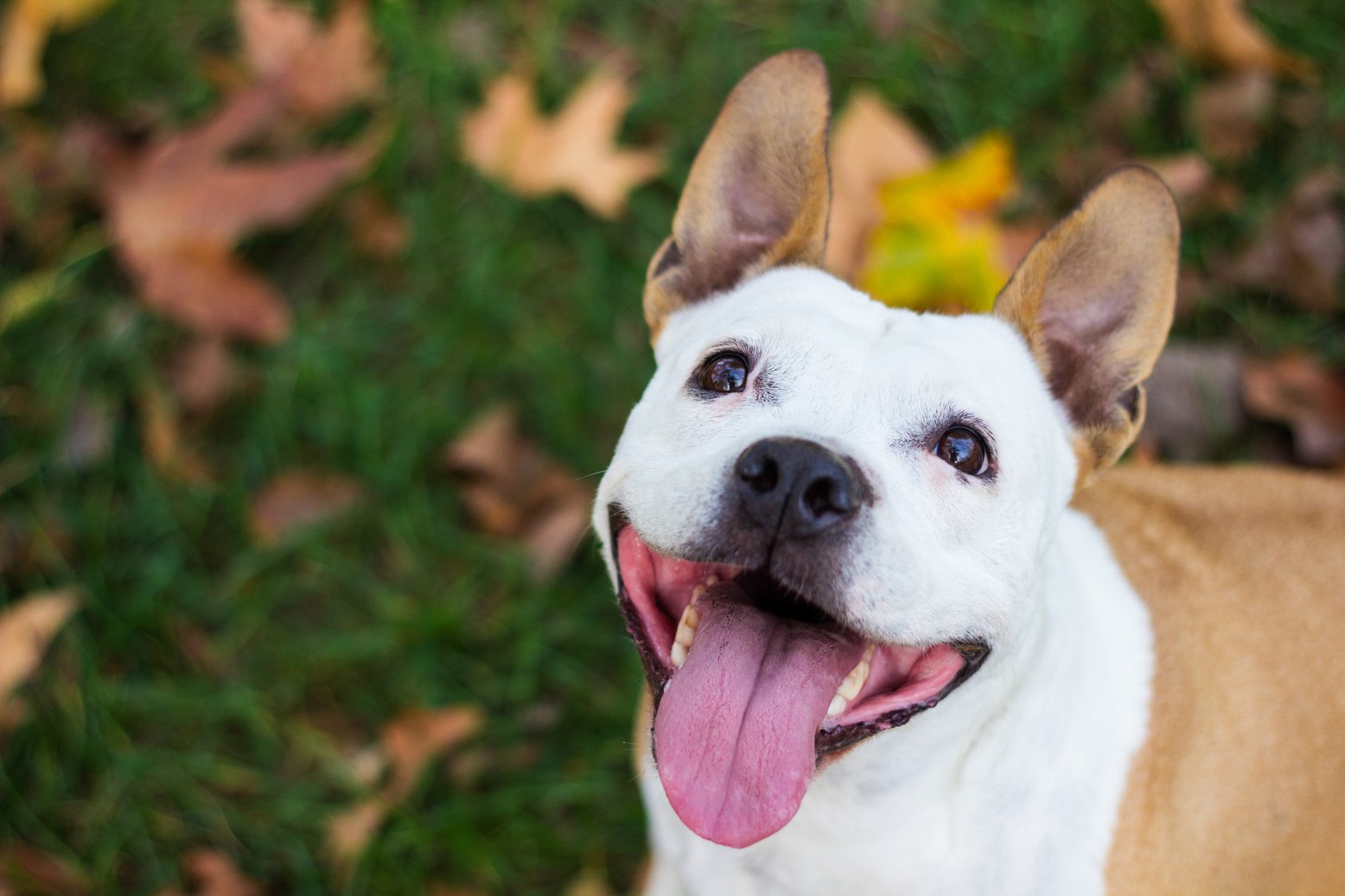 Happy pet dog smiling
